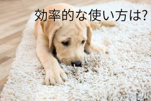 ラグの上にいる犬と効率的な使い方は?の文字